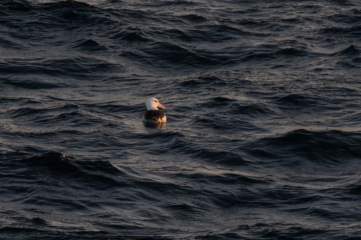 Black-browed Albatross - ML638297492
