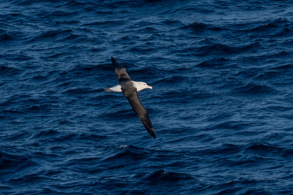 Black-browed Albatross - ML638297493