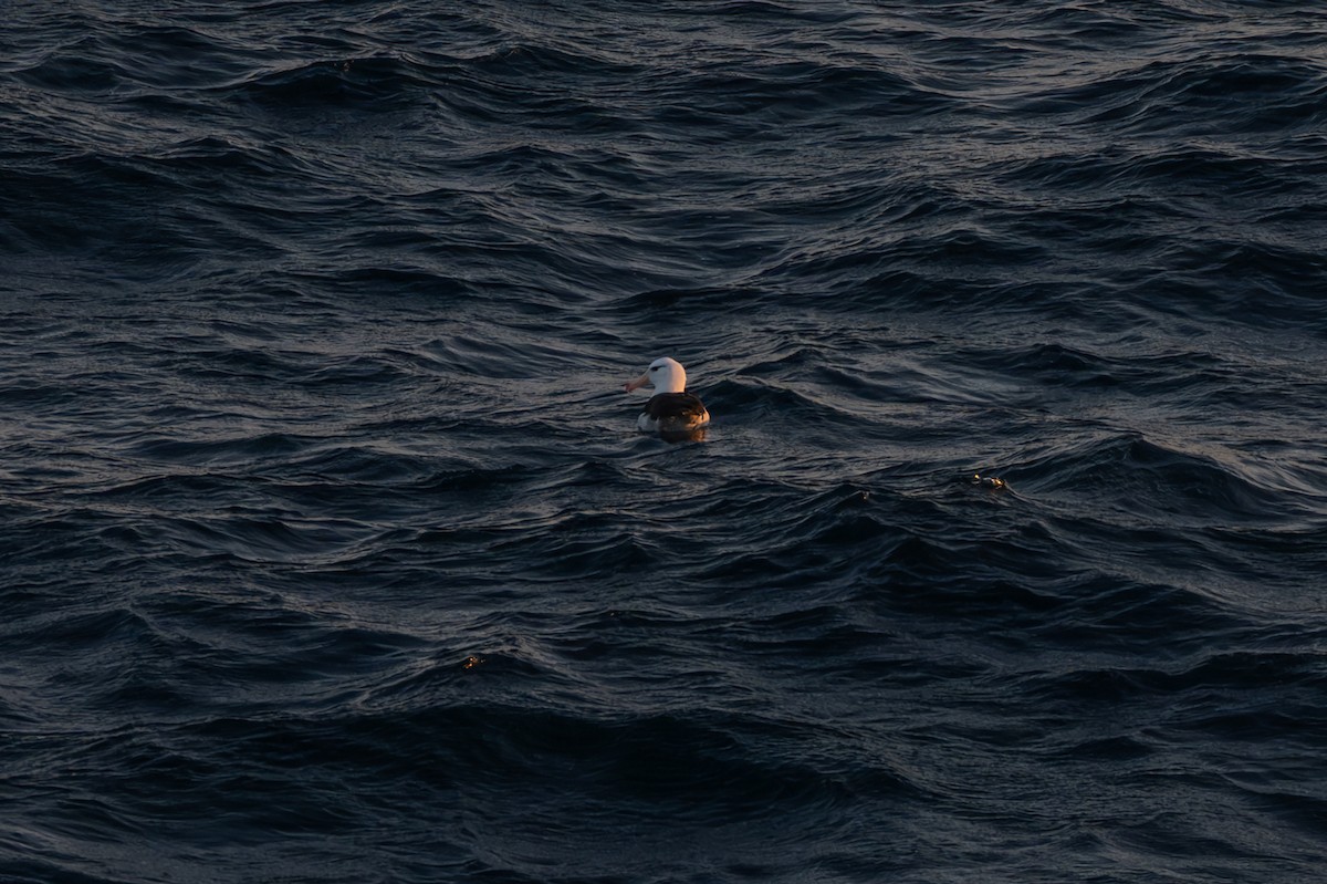 Black-browed Albatross - ML638297494