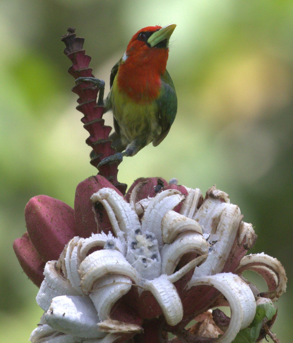 Red-headed Barbet - ML638297496