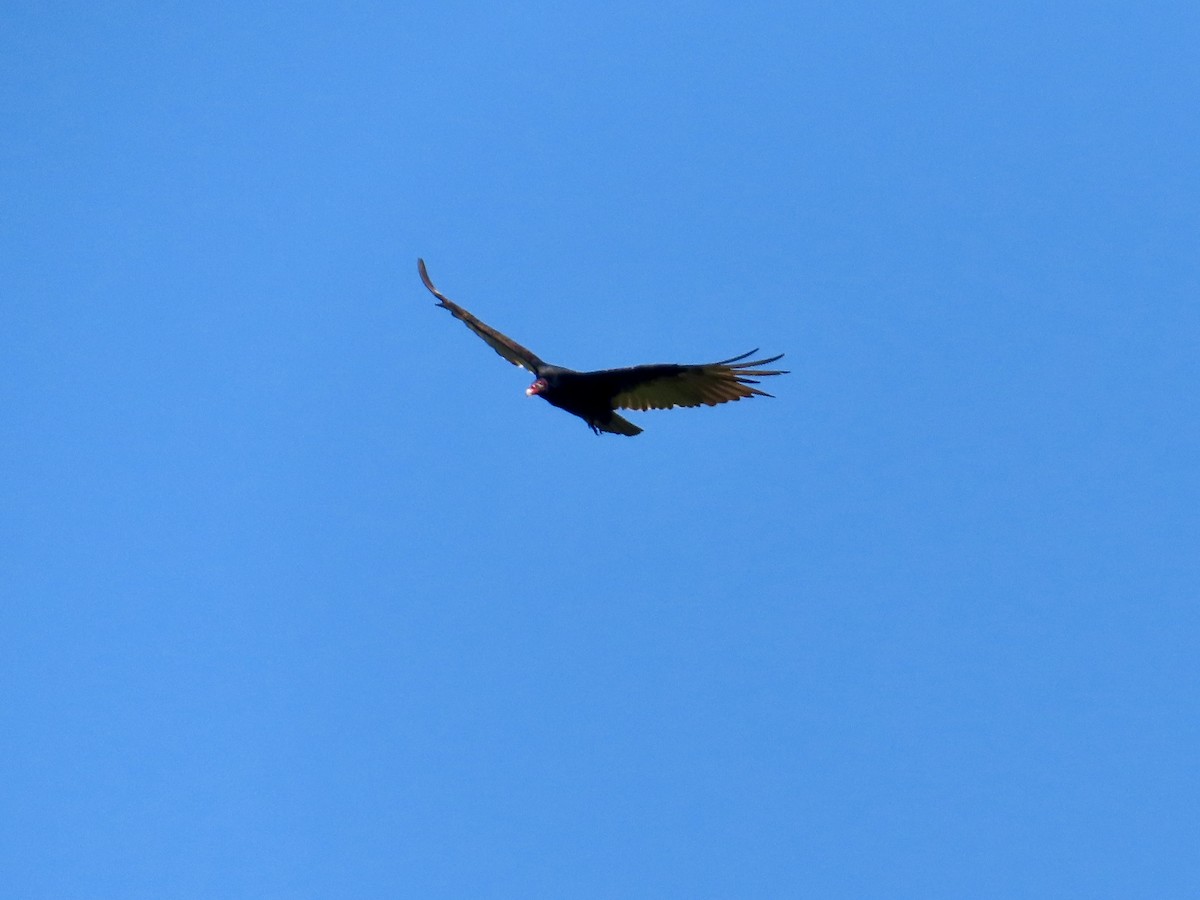 Turkey Vulture - ML638297497