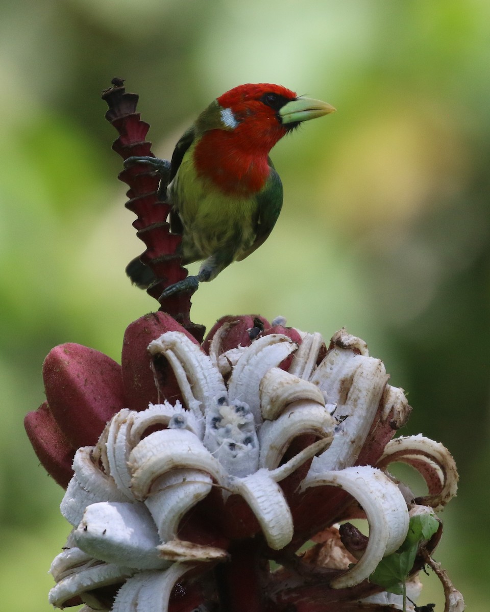 Red-headed Barbet - ML638297498