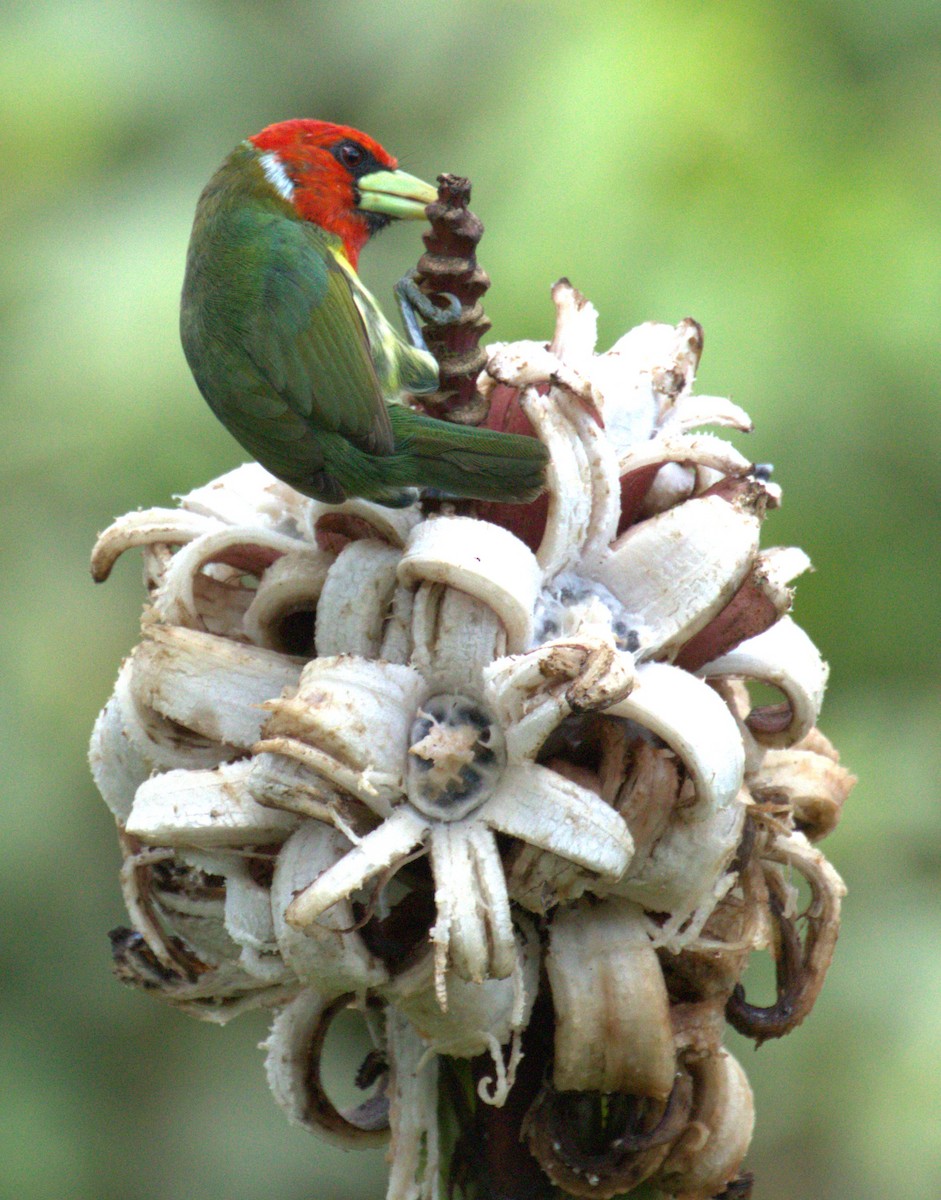 Red-headed Barbet - ML638297507