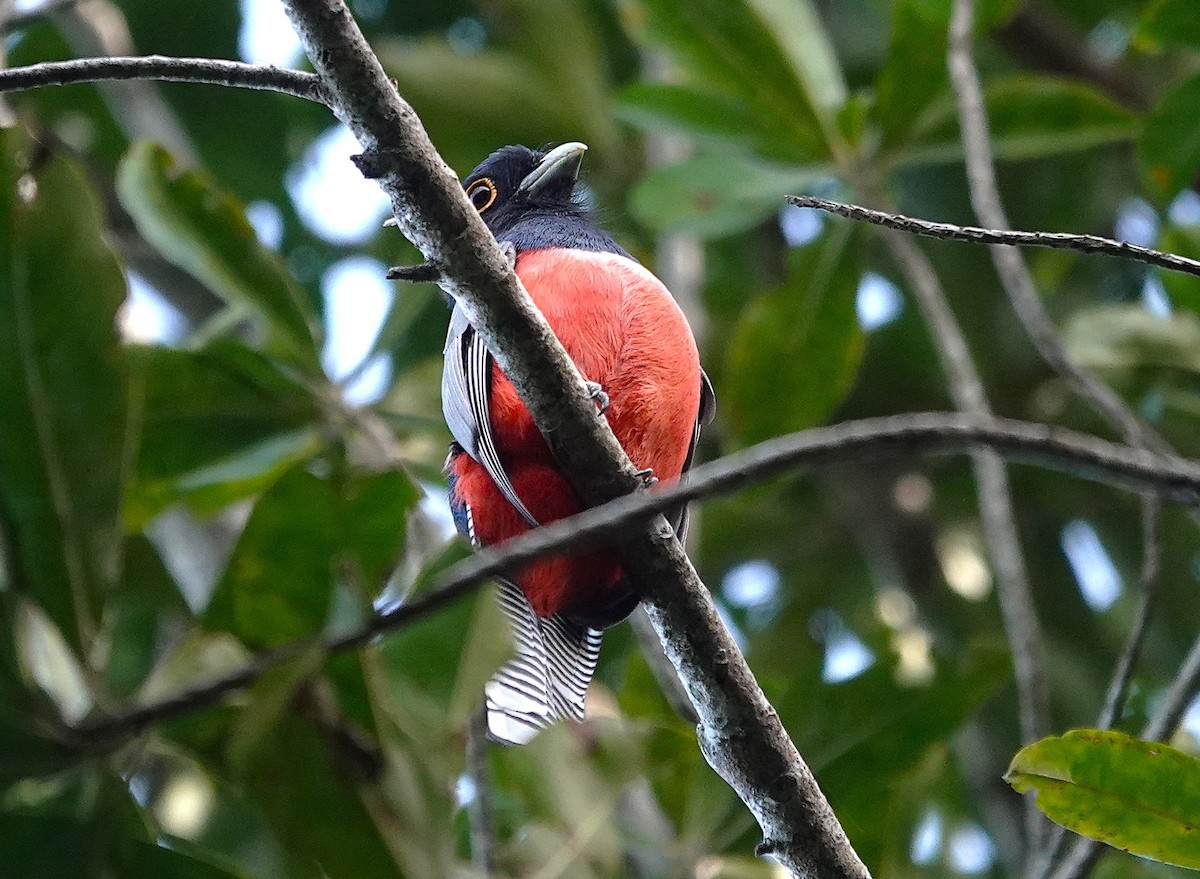 Blue-crowned Trogon - ML638297509
