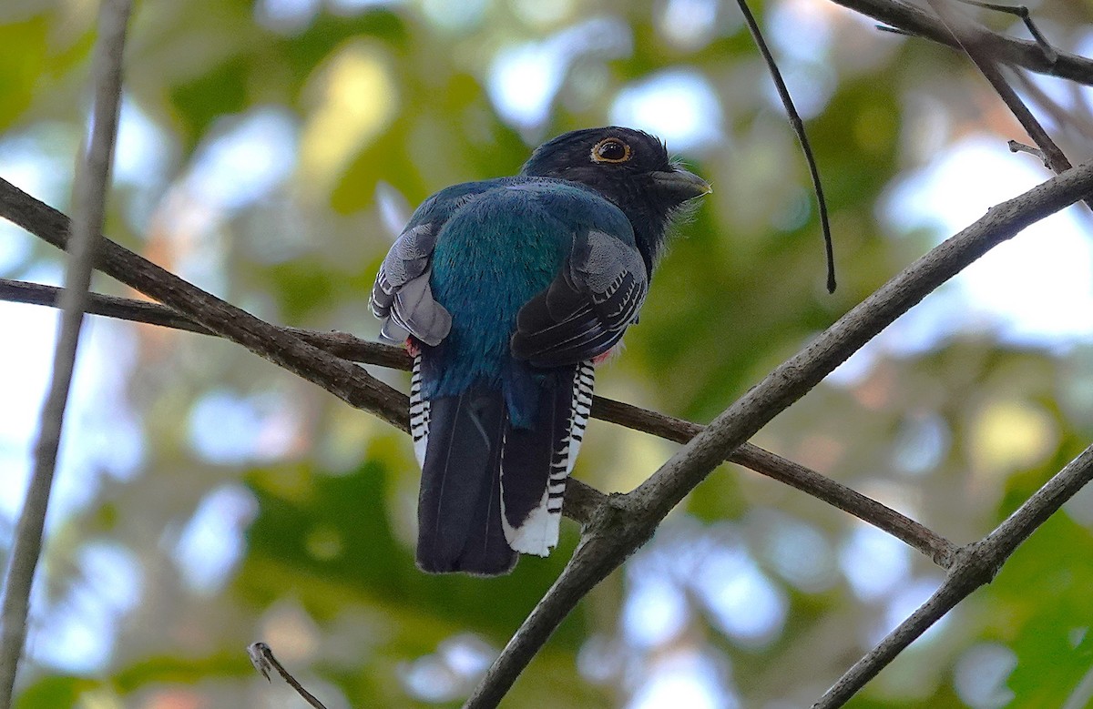 Blue-crowned Trogon - ML638297510