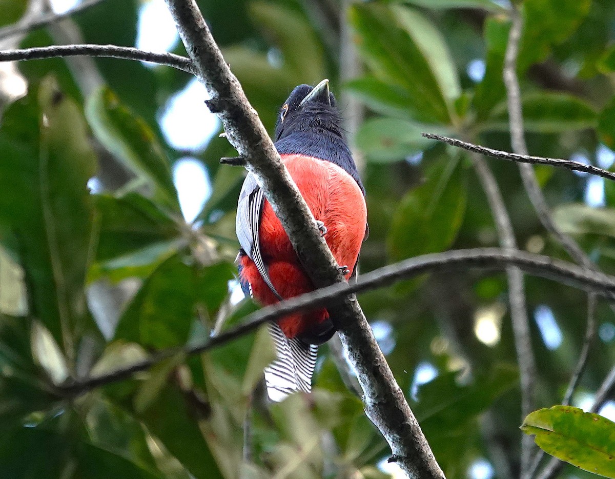 Blue-crowned Trogon - ML638297512