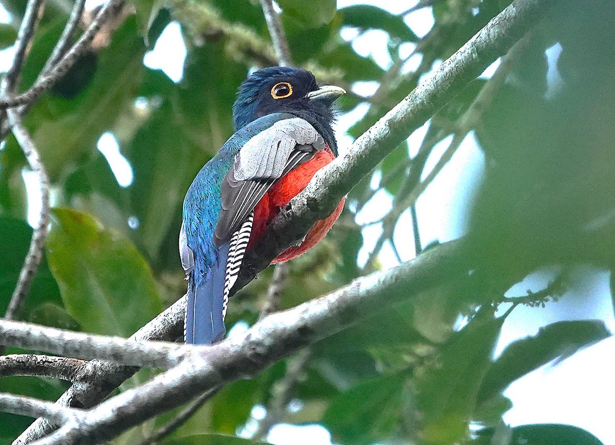 Blue-crowned Trogon - ML638297513