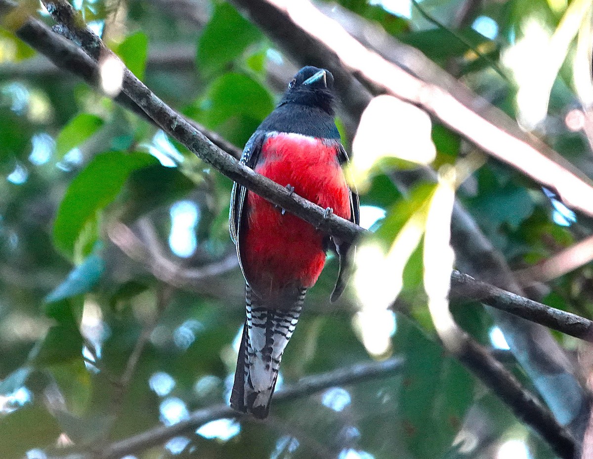 Blue-crowned Trogon - ML638297514