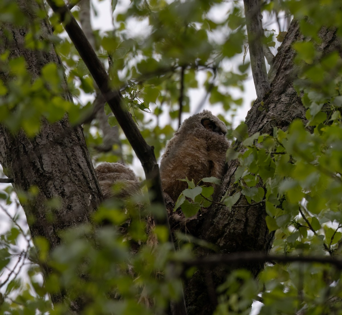 Great Horned Owl - ML638297518