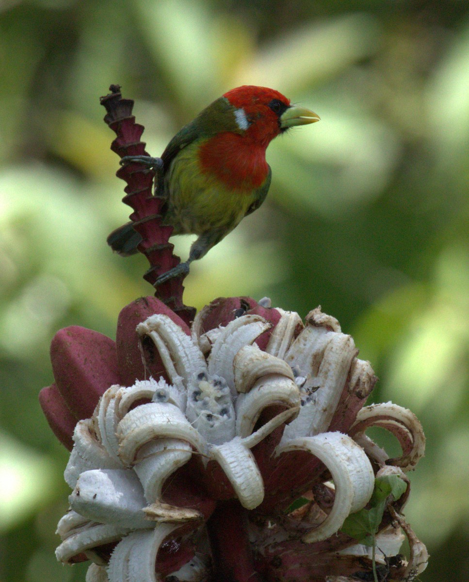 Red-headed Barbet - ML638297519