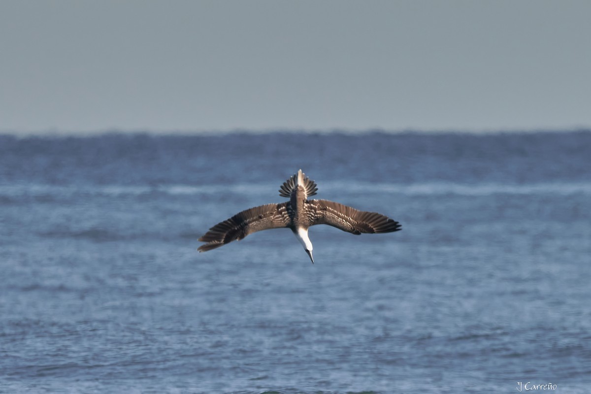 Peruvian Booby - ML638297531