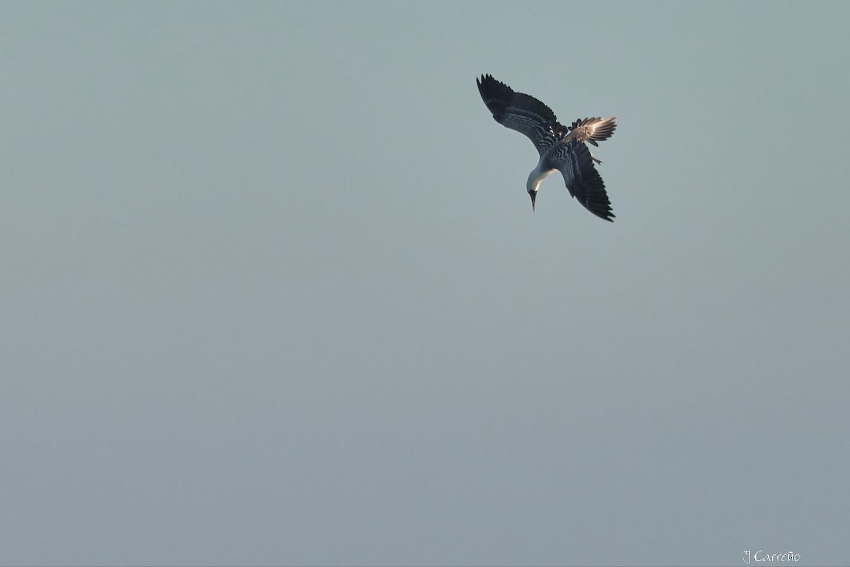 Peruvian Booby - ML638297532