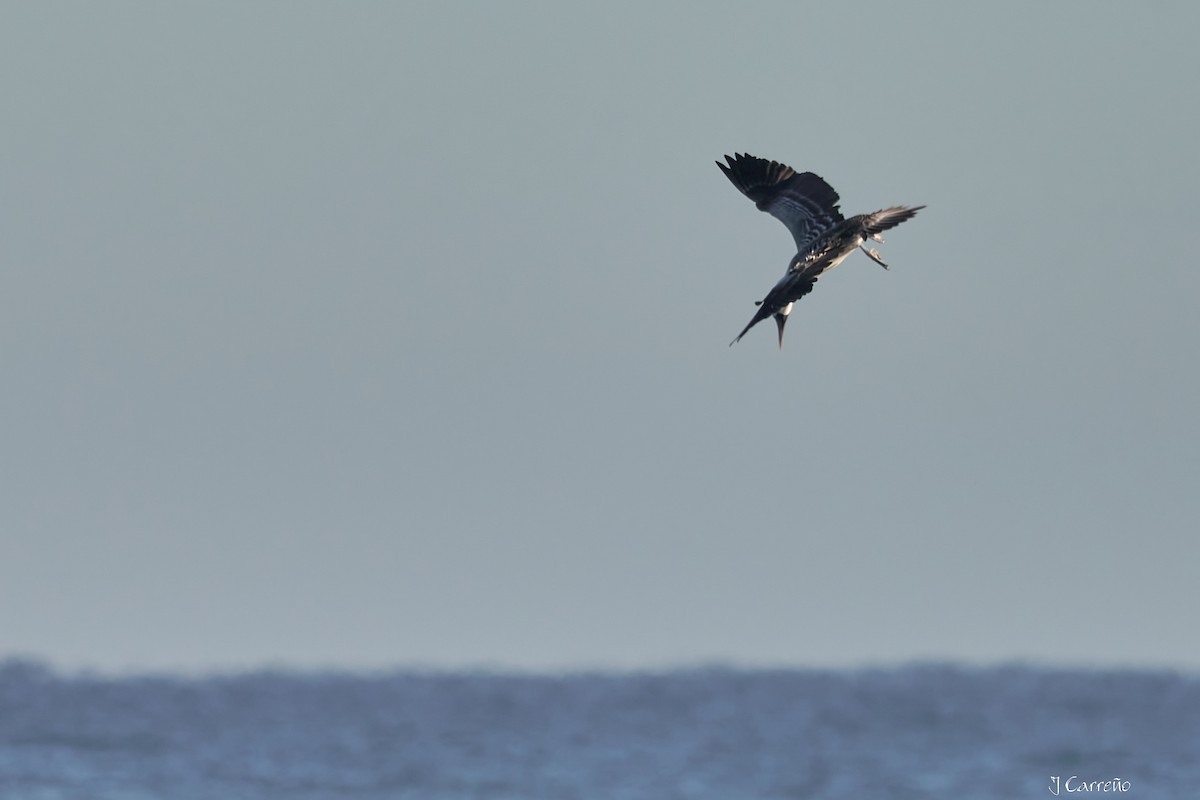 Peruvian Booby - ML638297533