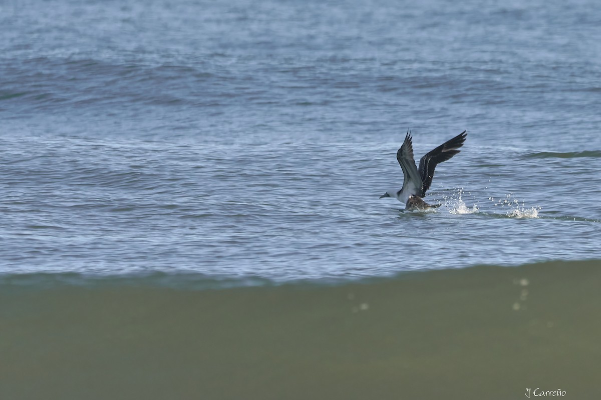Peruvian Booby - ML638297534