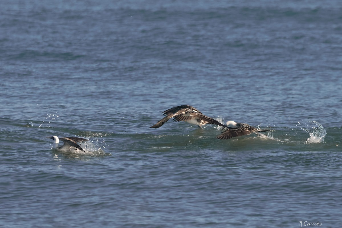 Peruvian Booby - ML638297536