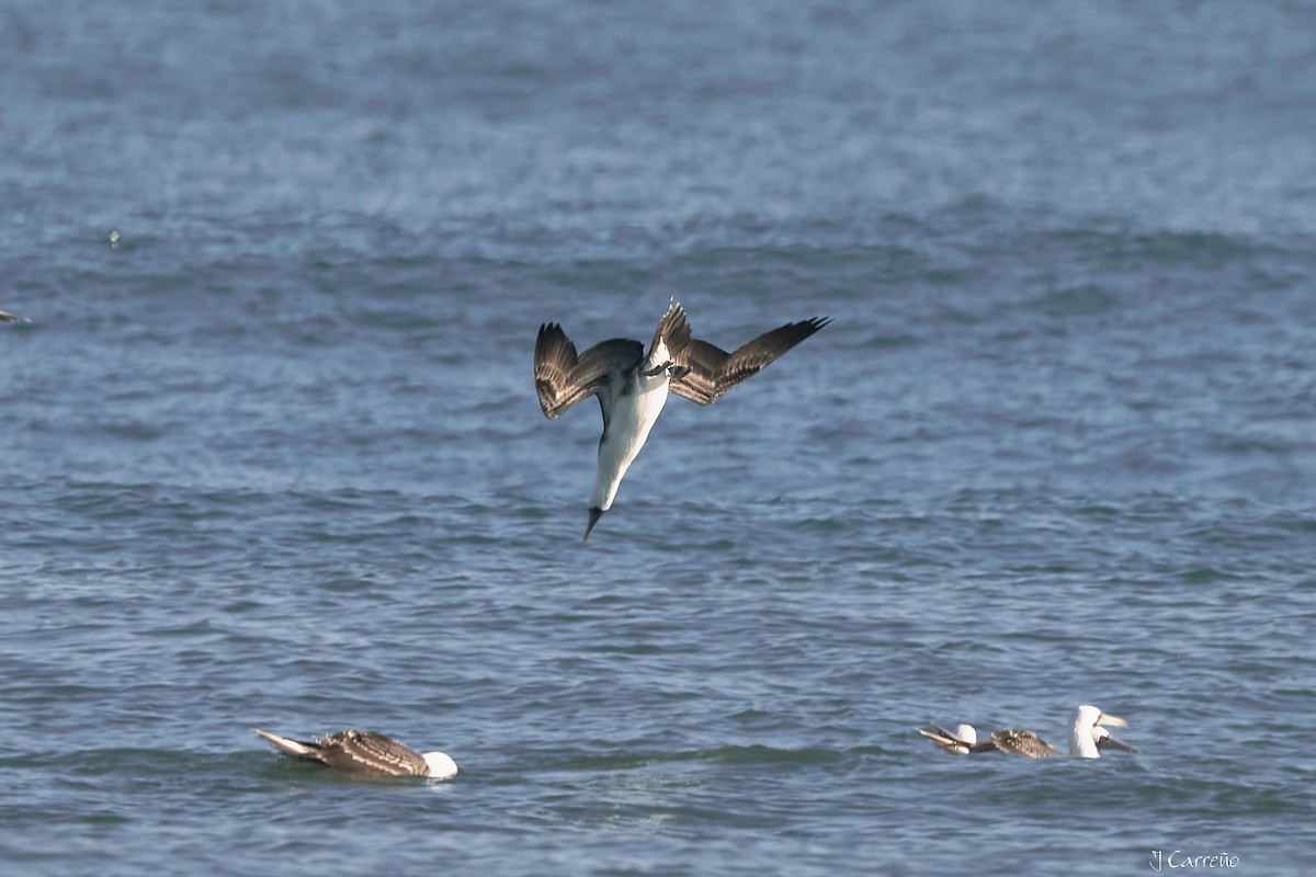 Peruvian Booby - ML638297538