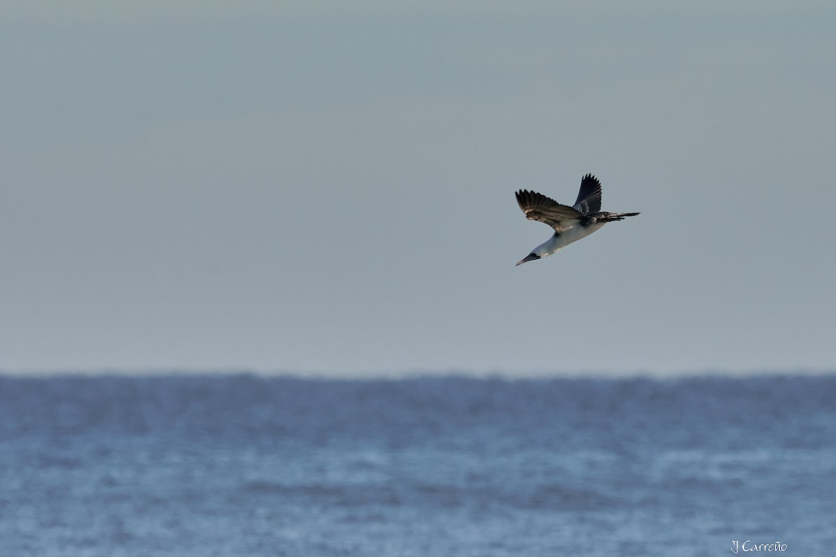 Peruvian Booby - ML638297540