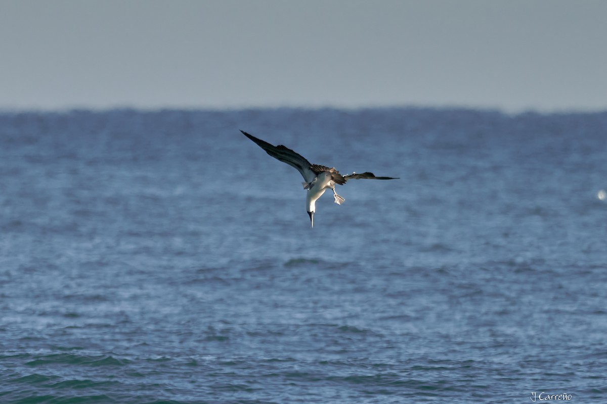 Peruvian Booby - ML638297541