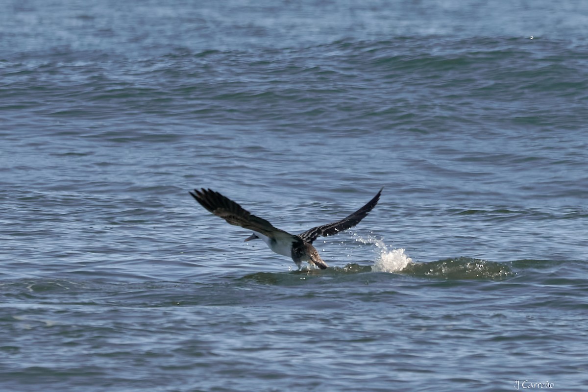Peruvian Booby - ML638297543