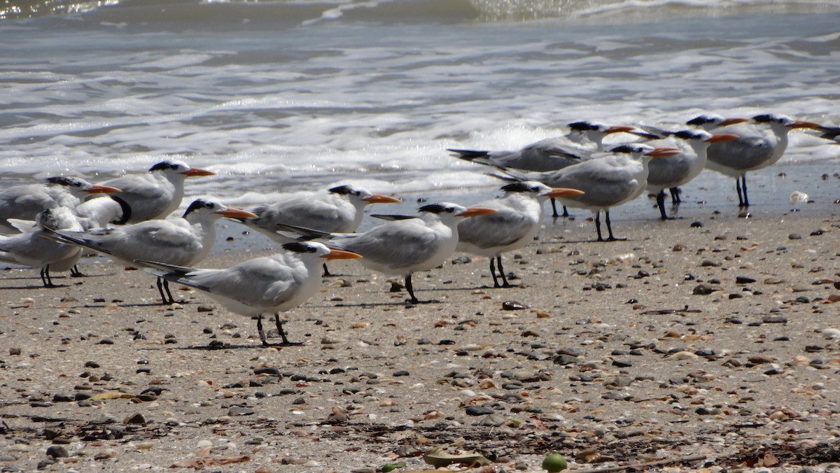 Royal Tern - ML638297550