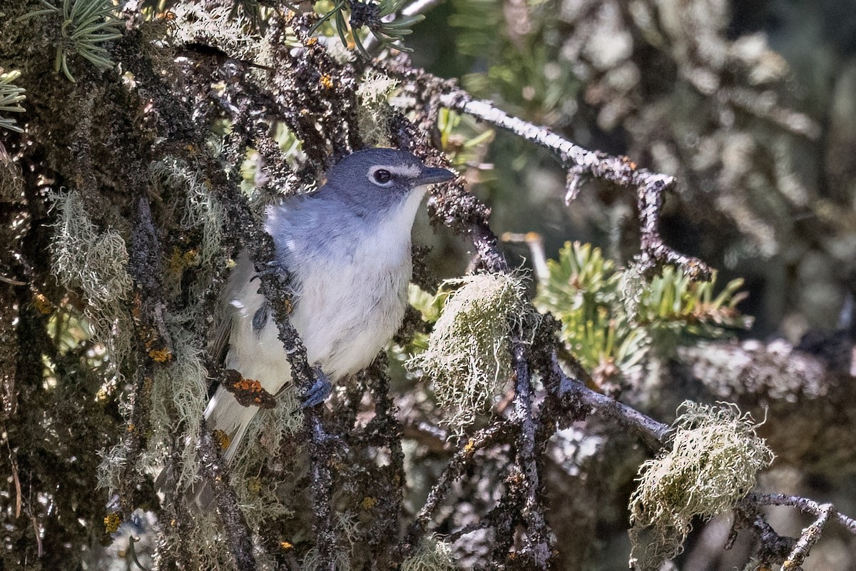blyvireo - ML638297559
