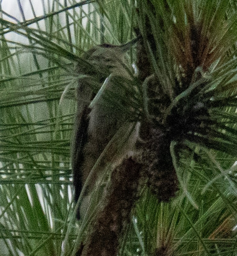 Brown-headed Nuthatch - ML638297561