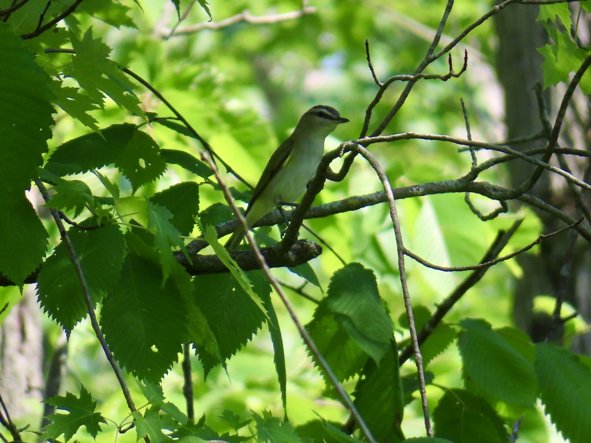 rødøyevireo - ML638297572