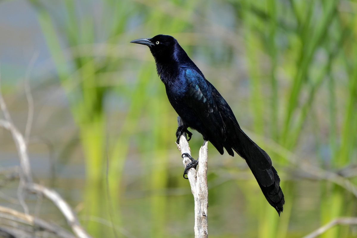 storhaletrupial - ML638297574
