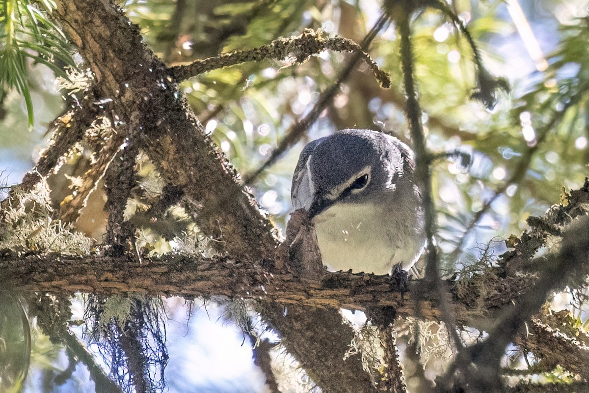 blyvireo - ML638297576