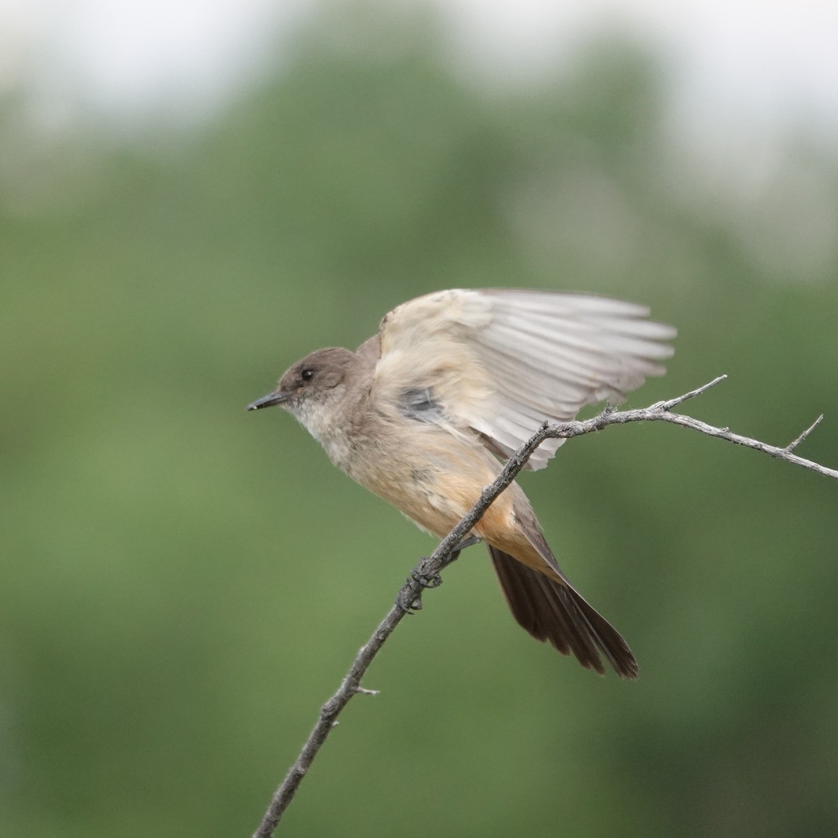 Say's Phoebe - ML638297590