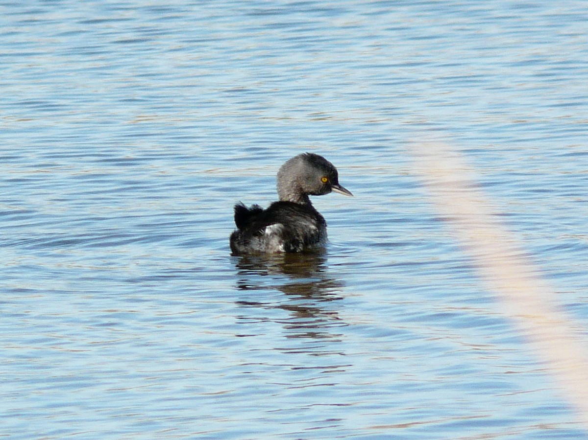 Least Grebe - ML638297591