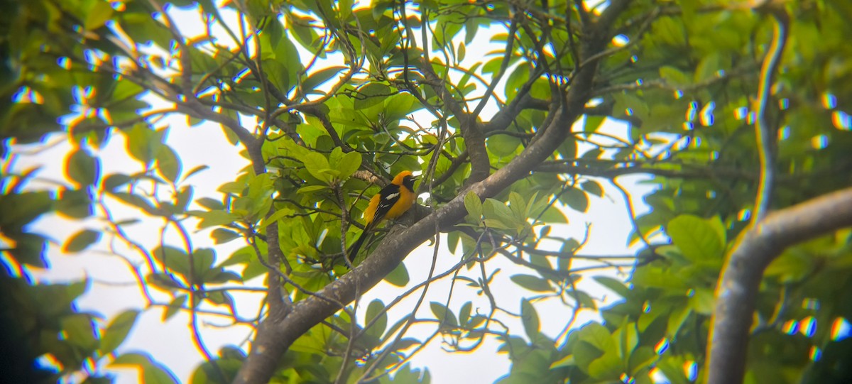 Hooded Oriole - ML638297593