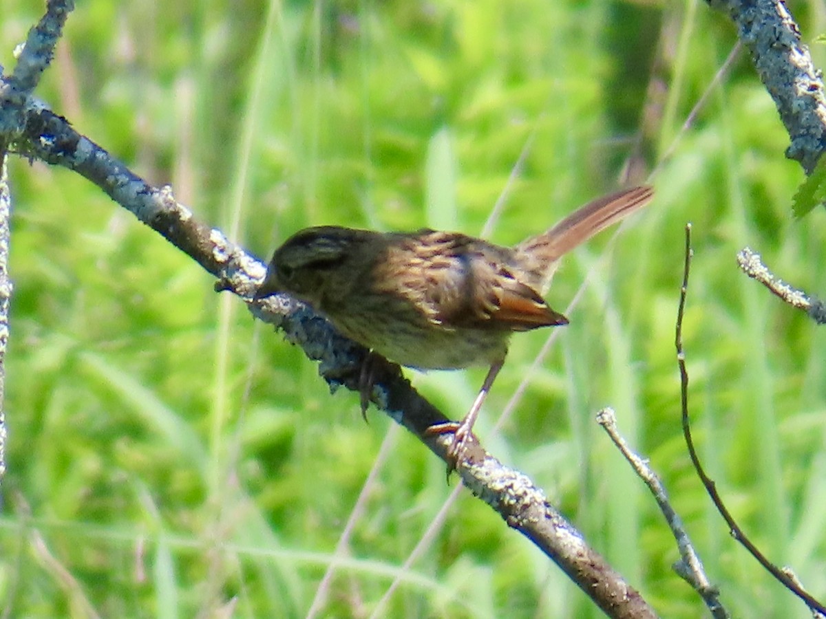 Swamp Sparrow - ML638297597