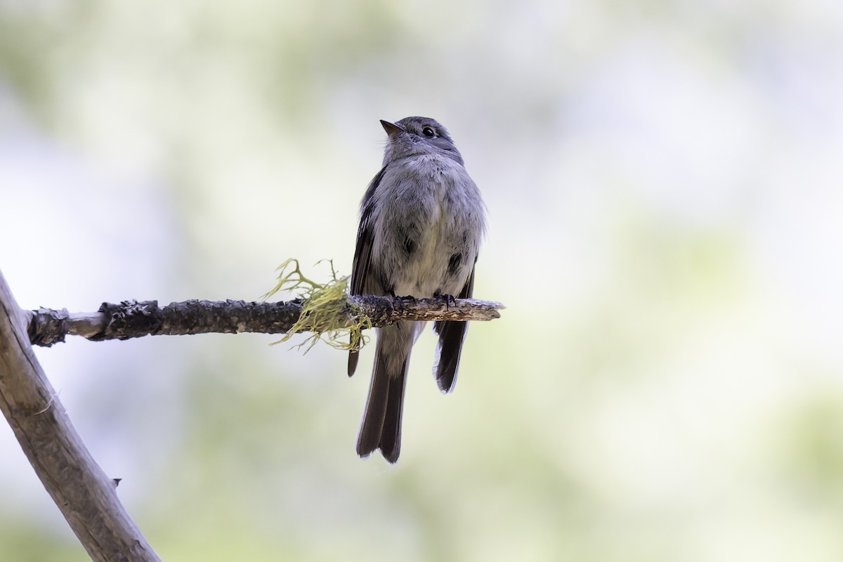 Hammond's Flycatcher - ML638297598