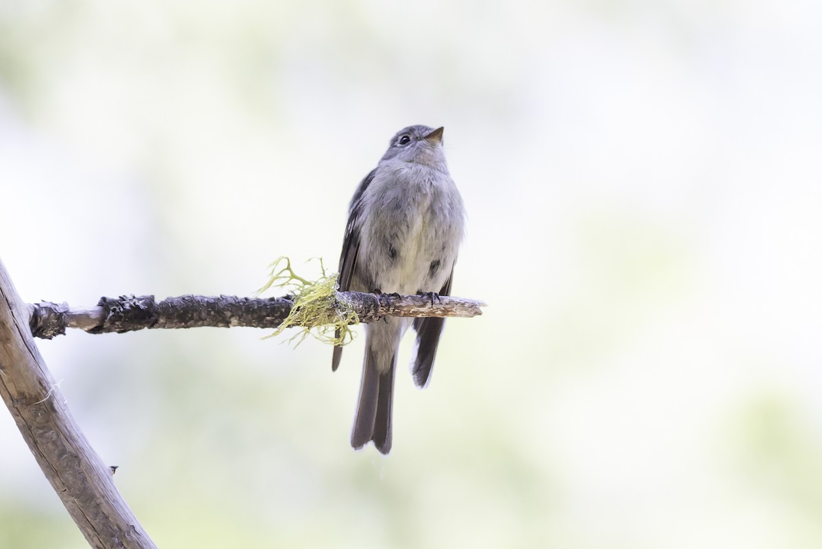 Hammond's Flycatcher - ML638297599
