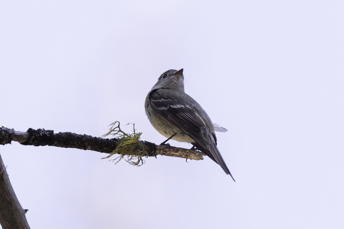 Hammond's Flycatcher - ML638297600