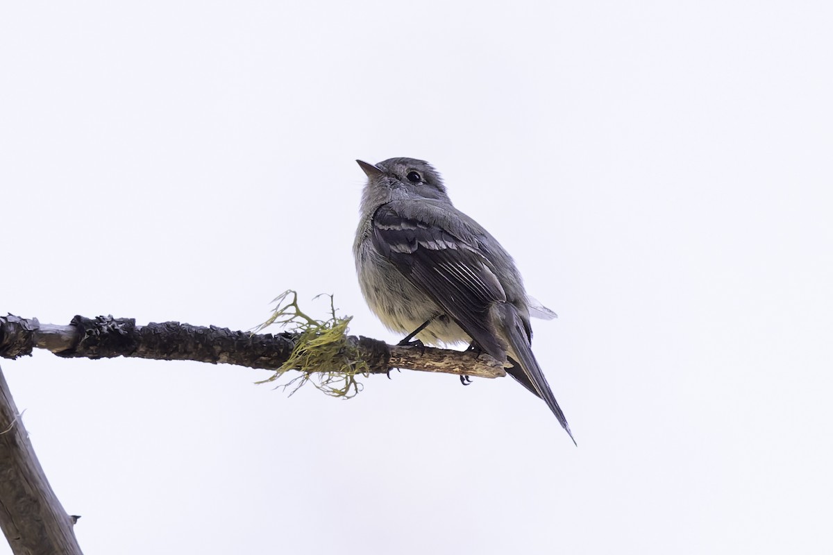 Hammond's Flycatcher - ML638297601