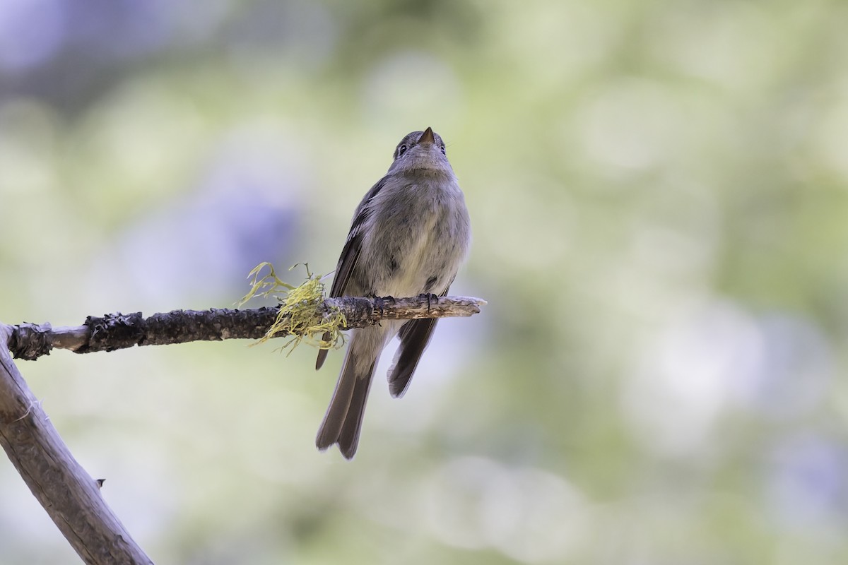 Hammond's Flycatcher - ML638297602