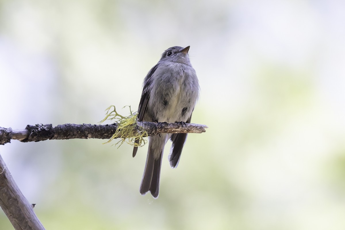 Hammond's Flycatcher - ML638297603