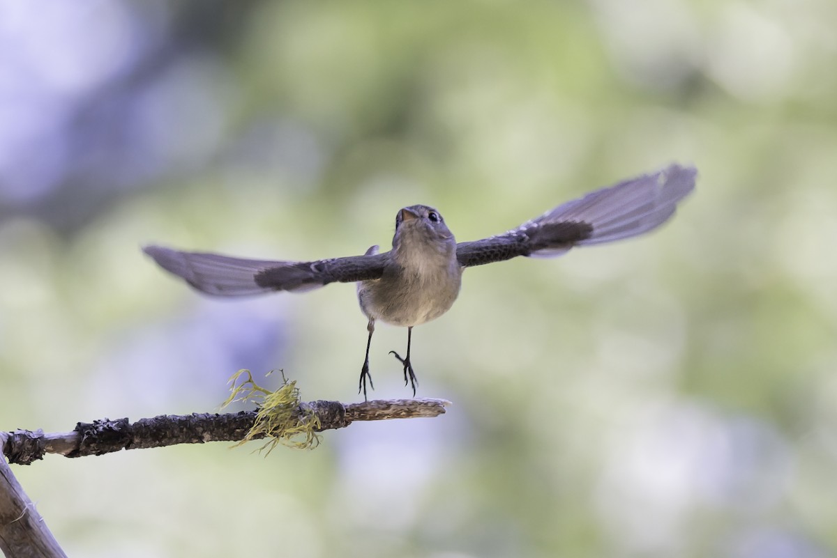 Hammond's Flycatcher - ML638297604
