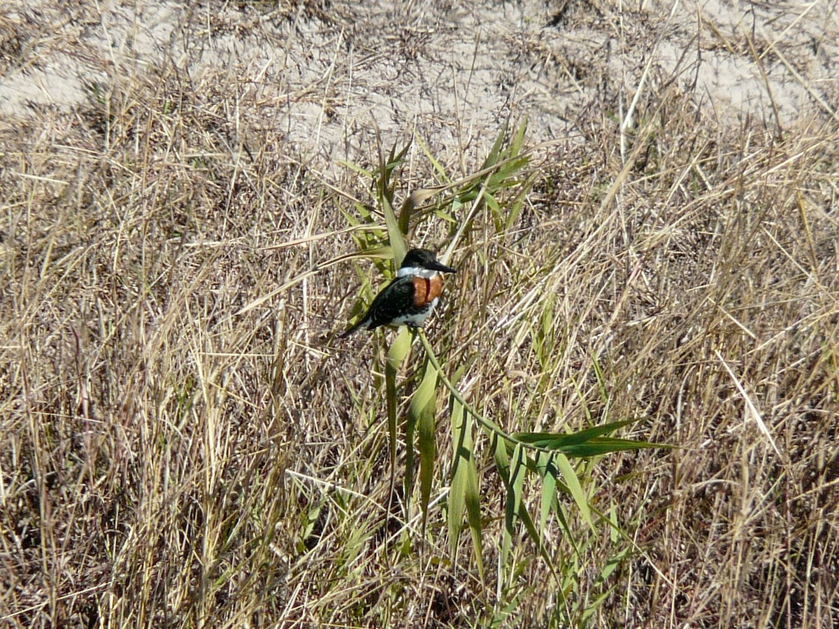 Green Kingfisher - ML638297606