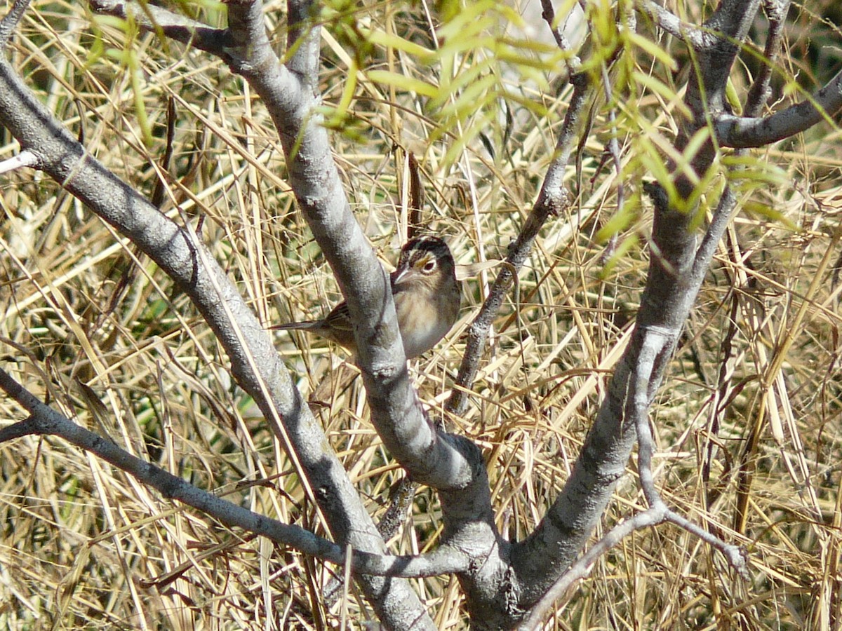 Grasshopper Sparrow - ML638297618