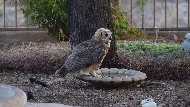 Great Horned Owl - ML638297621