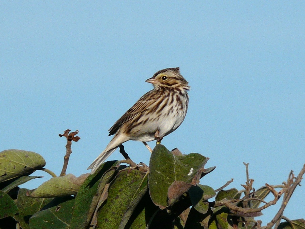 Savannah Sparrow - ML638297623