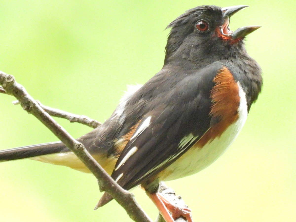 Eastern Towhee - ML638297626