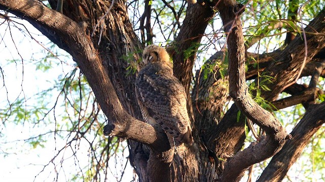 Great Horned Owl - ML638297629
