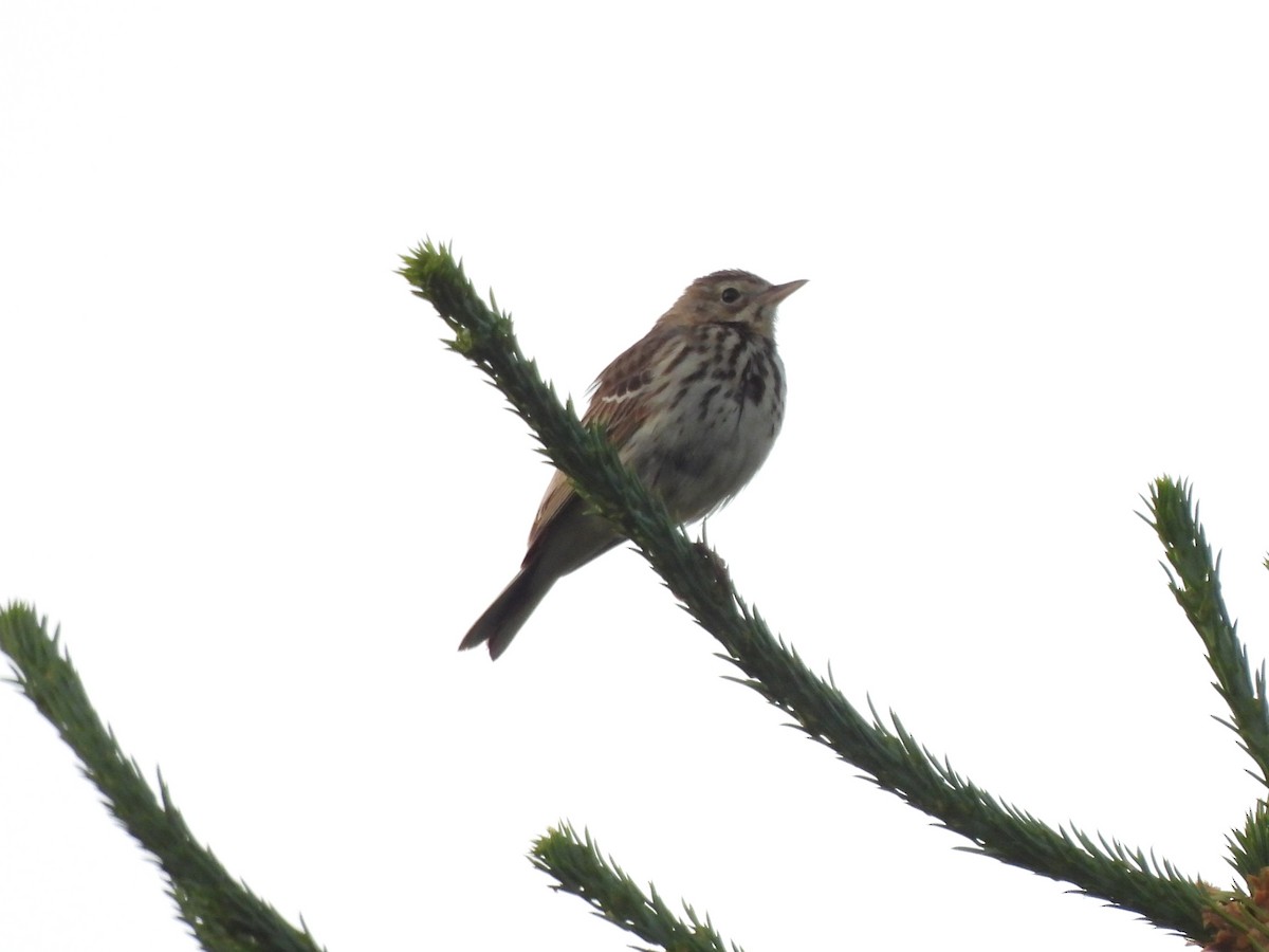 Tree Pipit - ML638297633