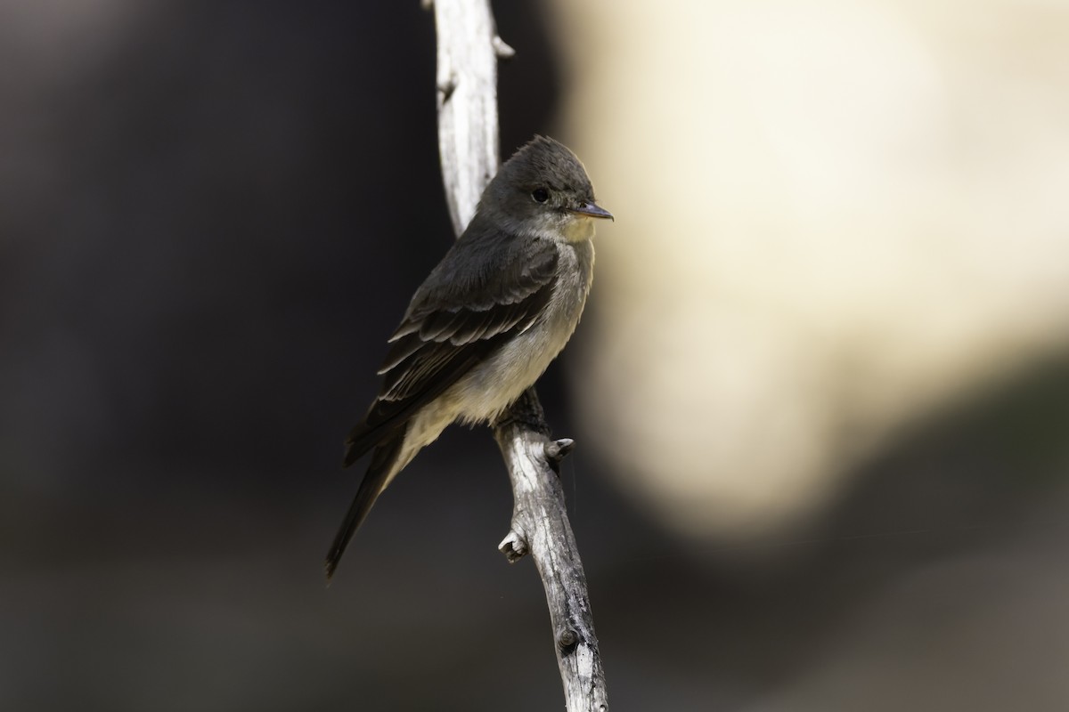 Western Wood-Pewee - ML638297636