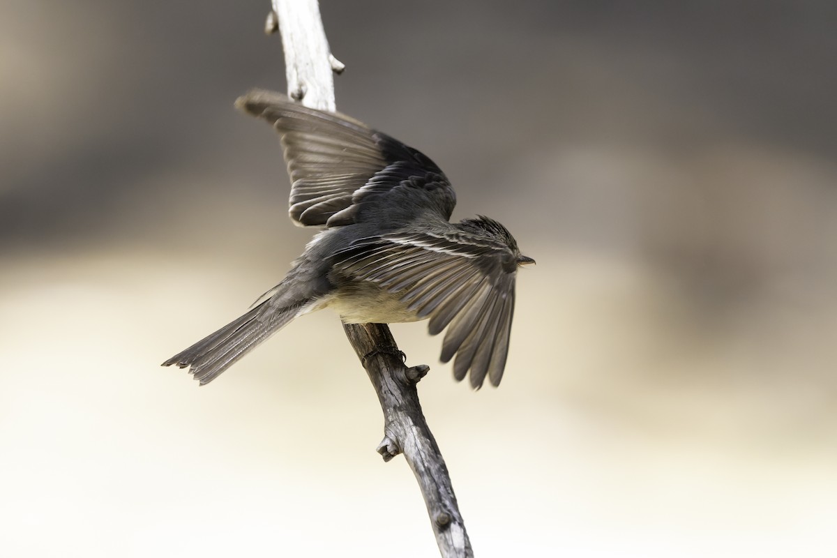 Western Wood-Pewee - ML638297637