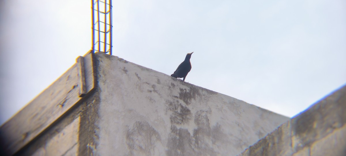 Great-tailed Grackle - ML638297638